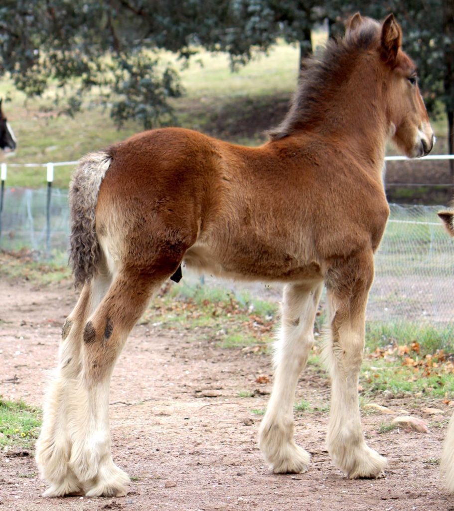 shire horse foal