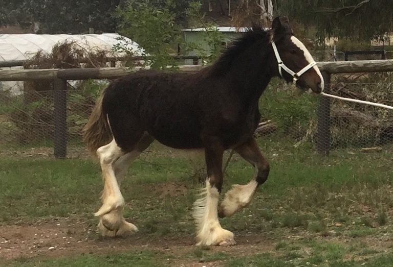 Darkmoor Shire Horse Stud 