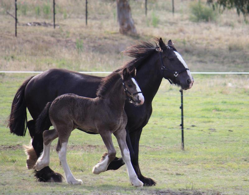 shire foal