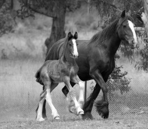 Shire and Clydesdale Breeders