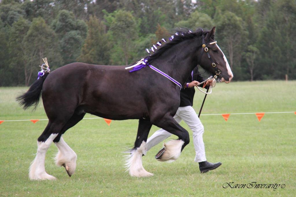 Darkmoor Jester - Black Shire Gelding