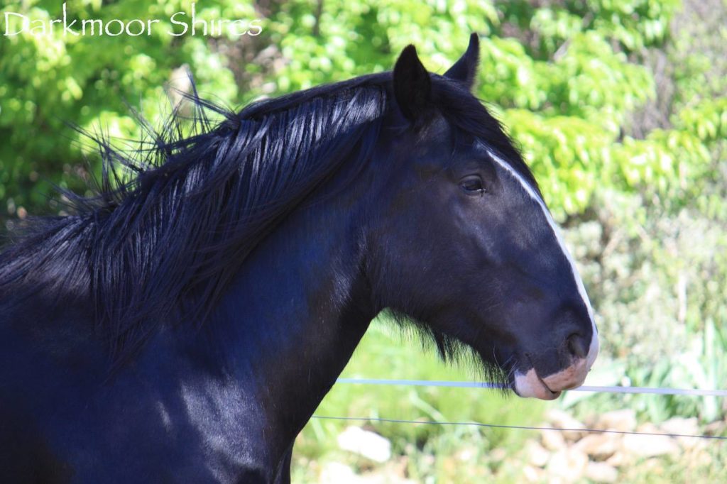 black-shire-stallion-head