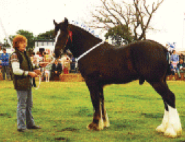 Yearling Cowhill Soverign