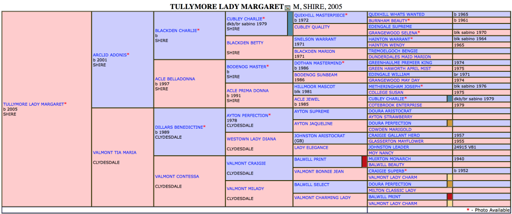 Maggie Pedigree