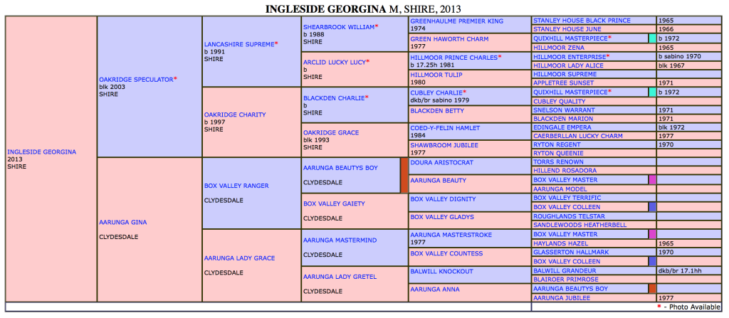 ingleside georgina pedigree