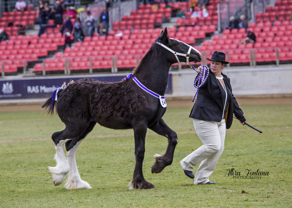 Ingleside Georgina - Sydney Royal 2014