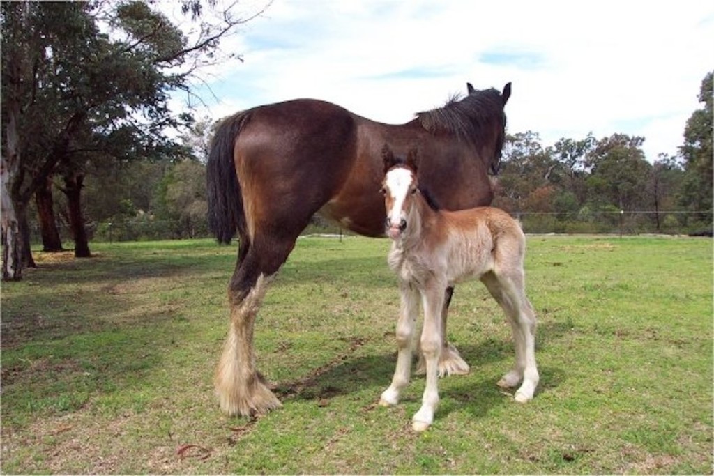 Ingleside Felicity by Ingleside Might n Power out of Locksley Farm Rhiannon