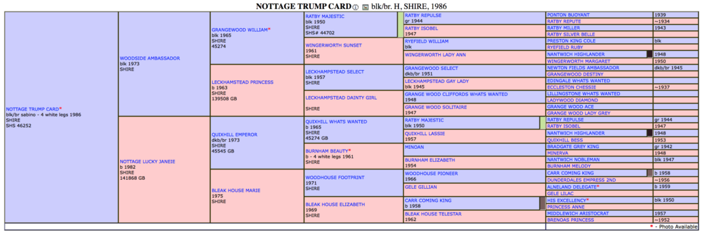 Nottage Trump Card Pedigree