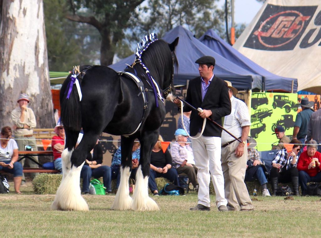 Stallion Decorated For the Show ring