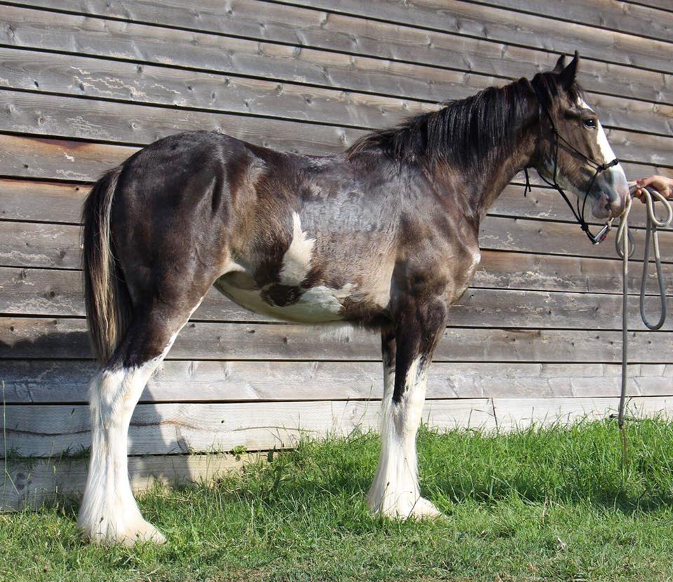 Darkmoor Shire Horse Stud Darkmoor Shire Horses For Sale