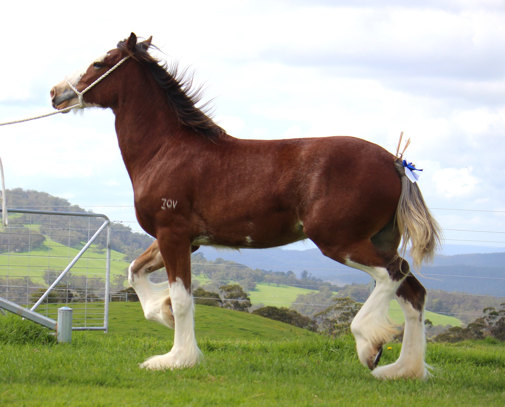 Darkmoor Shire Horse Stud 