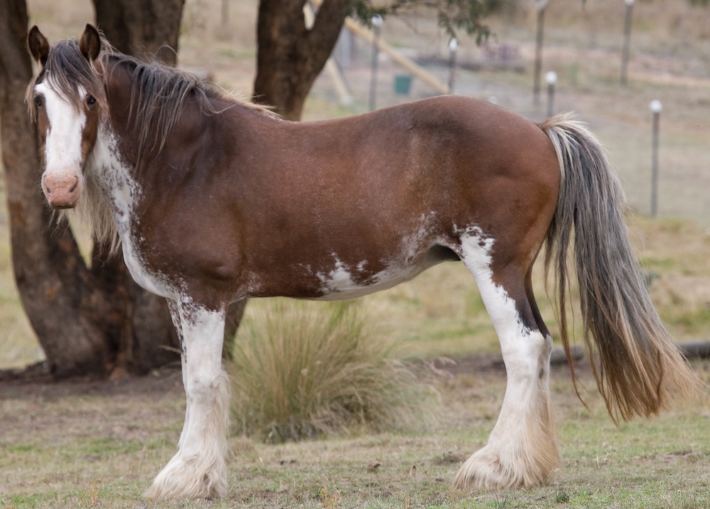 Darkmoor Shire Horse Stud | Mares - Darkmoor Shire Horse Stud