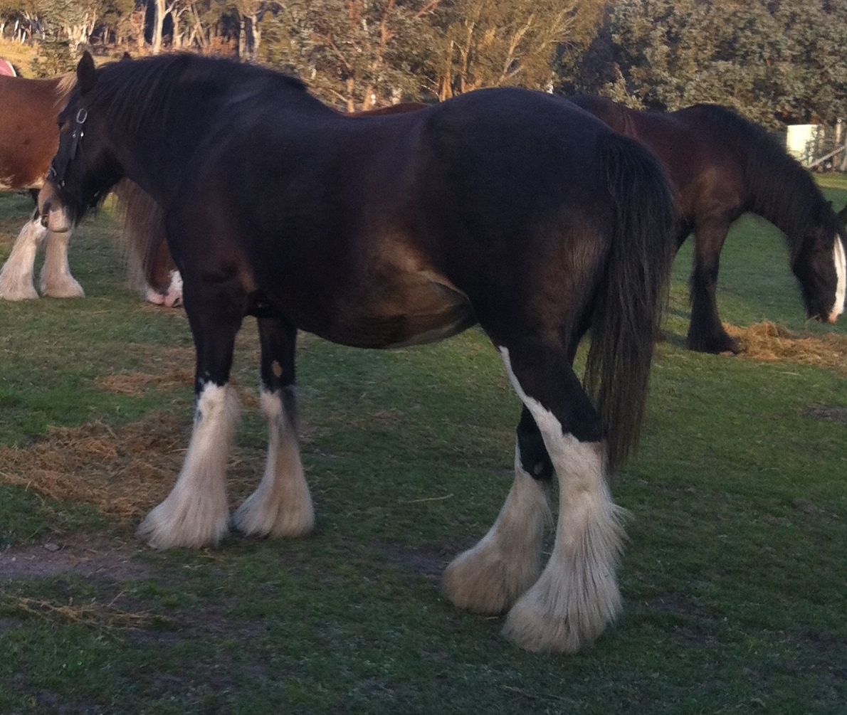 Darkmoor Shire Horse Stud | IMG_1005 - Darkmoor Shire Horse Stud