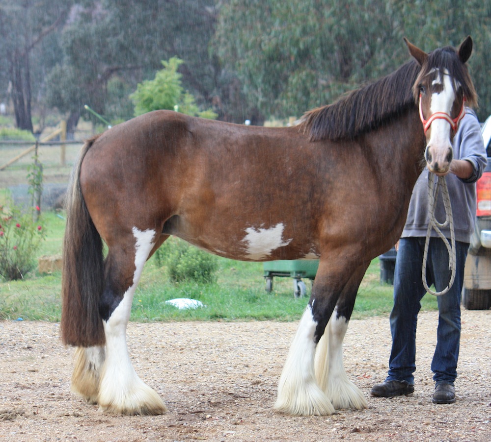 Darkmoor Shire Horse Stud | IMG_5244 - Darkmoor Shire Horse Stud