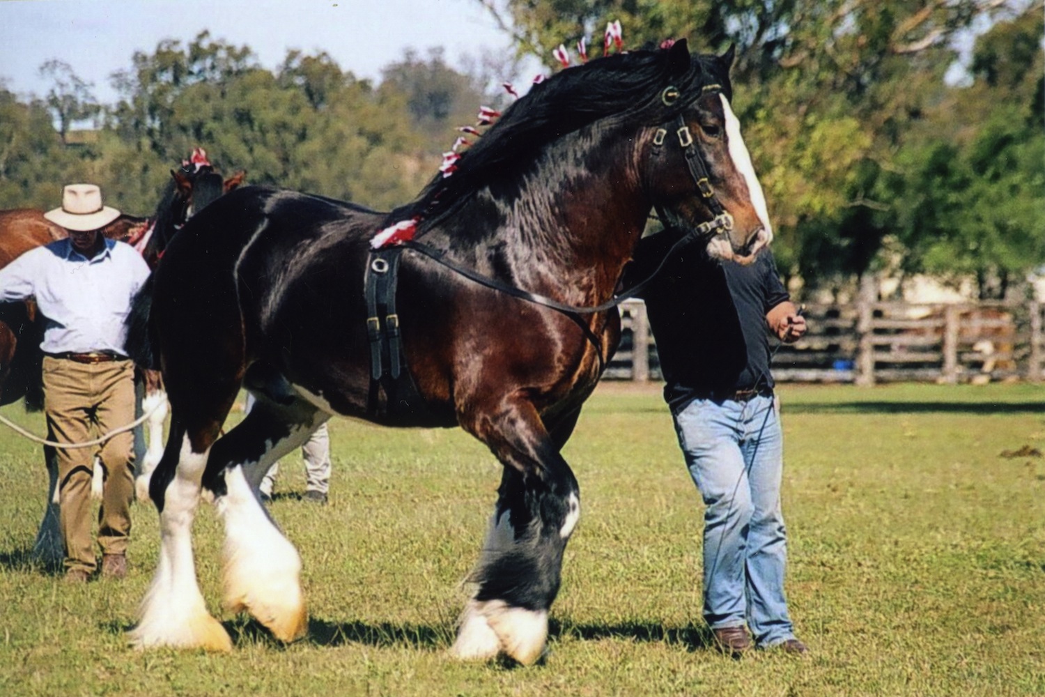 Darkmoor Shire Horse Stud | Shire Stallion Stud - Darkmoor Shire Horse Stud