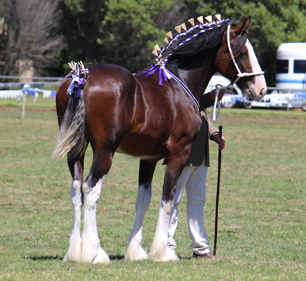 Darkmoor Shire Horse Stud | IMG_5636 - Darkmoor Shire Horse Stud