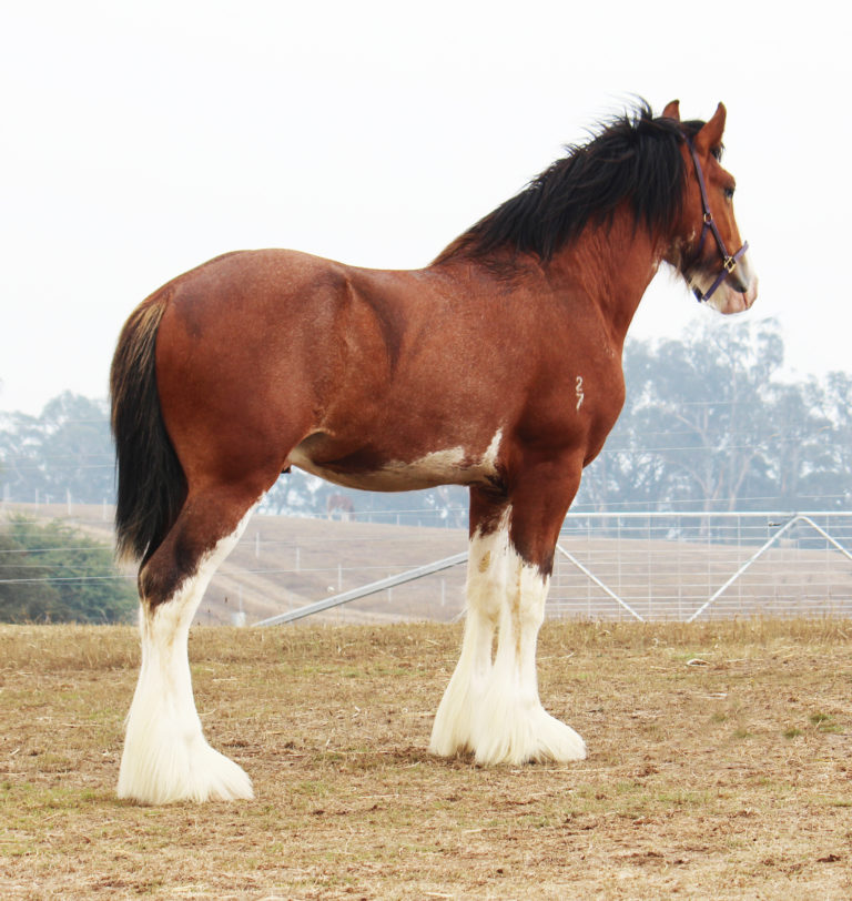 Darkmoor Shire Horse Stud | IMG_0562 - Darkmoor Shire Horse Stud