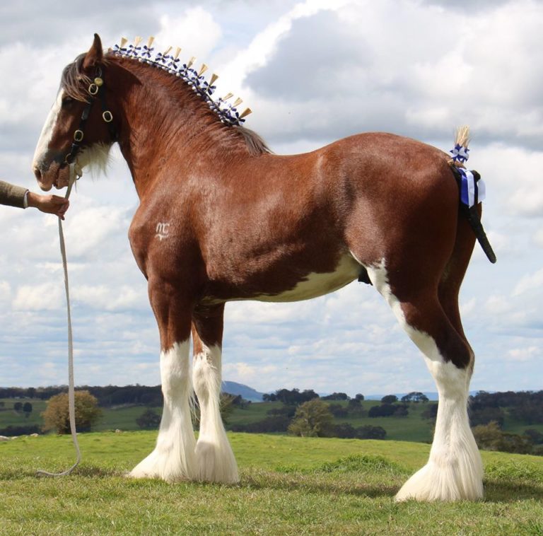 Darkmoor Shire Horse Stud | McMurchie Northumberland Trotting Standing ...